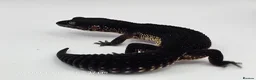 Gecko reptiles for sale: 2024 black night leopard gecko female group - Advert 1