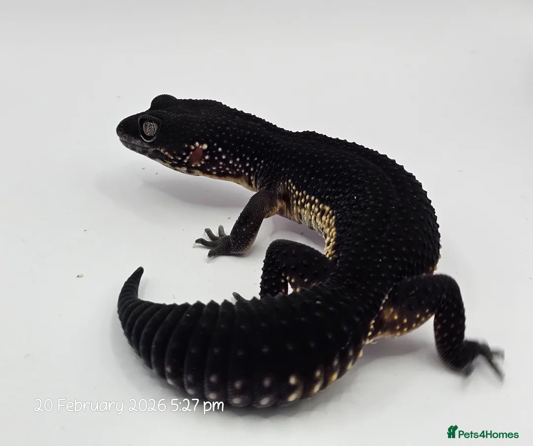 Gecko reptiles for sale: 2024 black night leopard gecko female group - Advert 1