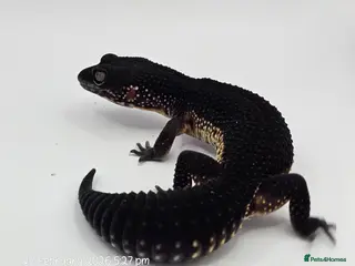 Gecko reptiles 2024 black night leopard gecko female group - Advert 3