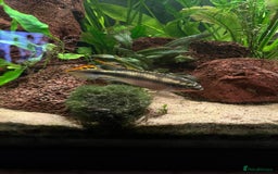 Cichlids fish for sale: Free Kribensis cichlids leeds - Image 1