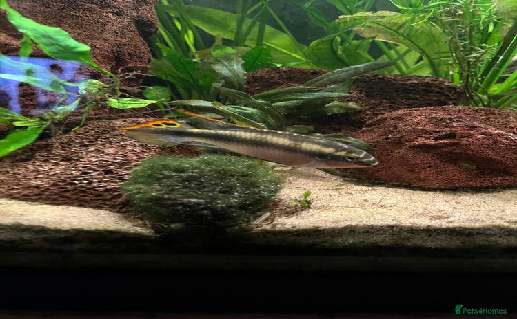 Cichlids fish - Advert 2