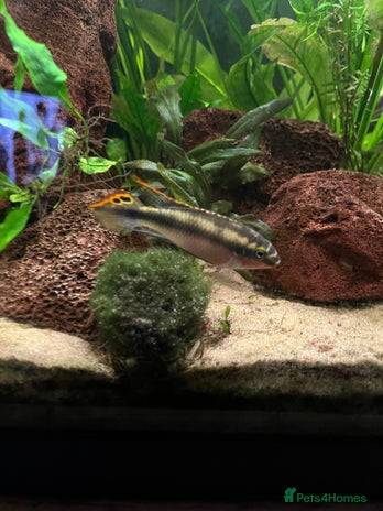 Cichlids fish - Advert 2