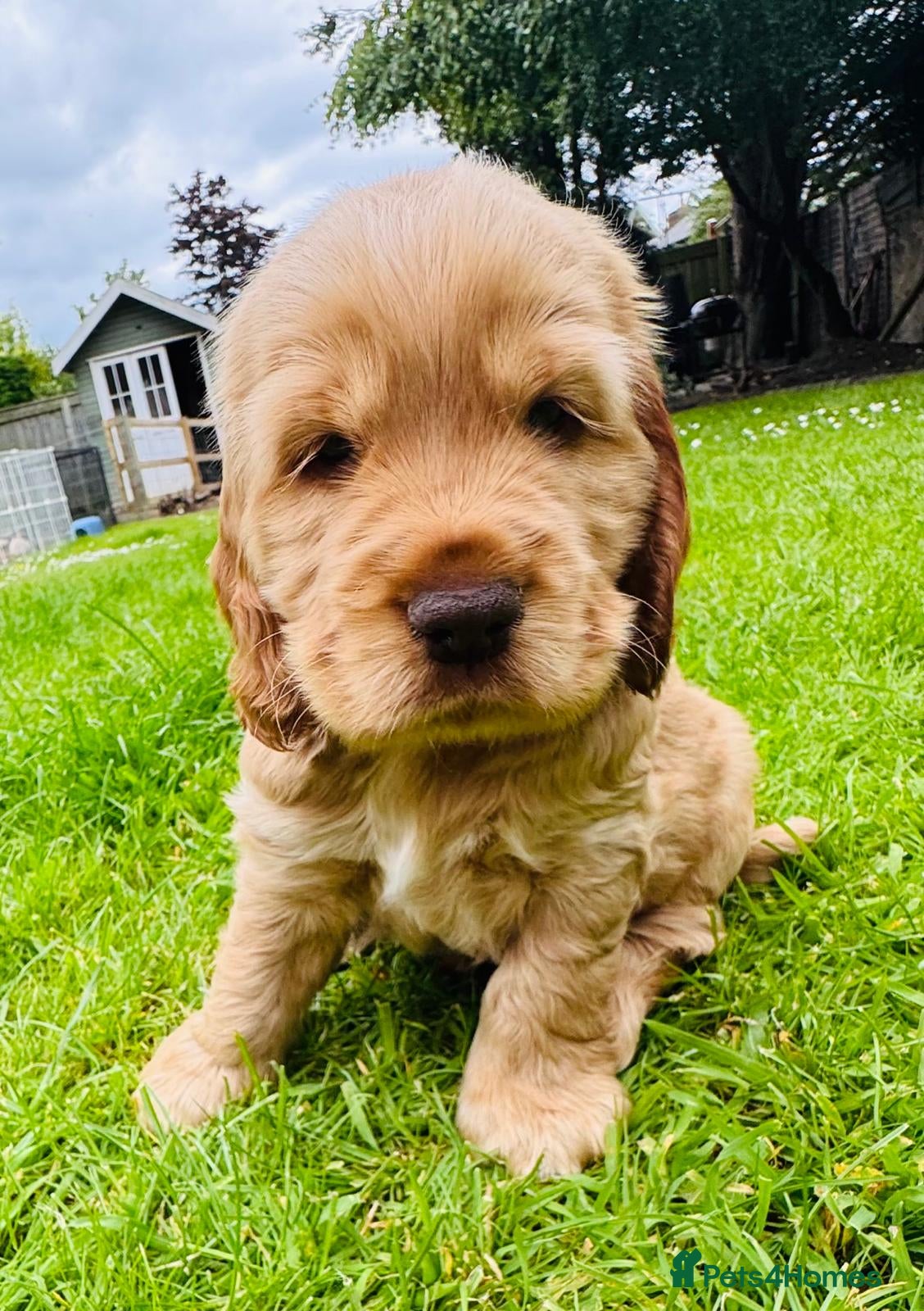 Cocker Spaniel dogs Quality Simbawood Lines TRUE Show Type Cockers - Advert 16