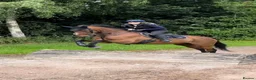 Irish Thoroughbred horses for sale: Ellie - Irish/Thoroughbred Mare in Buxton - Advert 4
