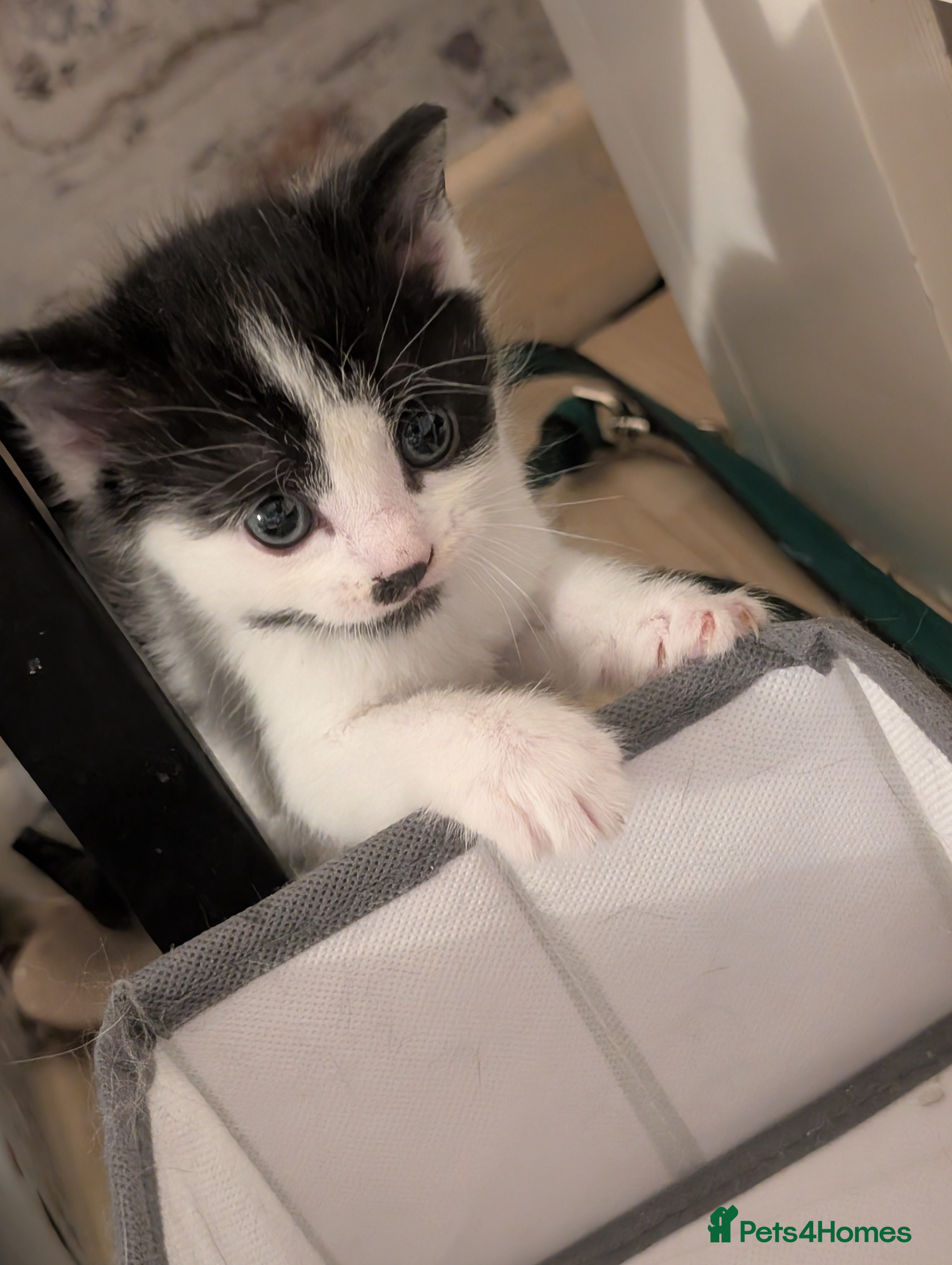 Domestic Shorthair cats for sale: 🖤 LAST KITTEN REMAINING – Midnight 🖤 - Advert 15