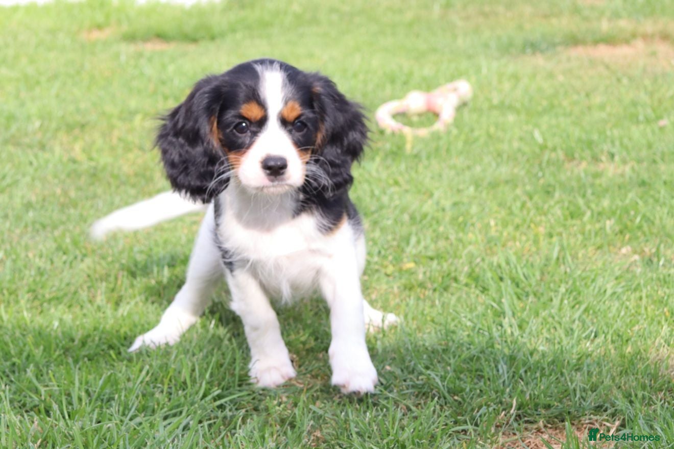 Cockapoo dogs Cockerlierpoo puppies for sale FULLY VACCINATED - Advert 1