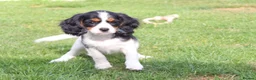 Cockapoo dogs for sale: Cockerlierpoo puppies for sale - Advert 27