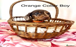 Miniature Dachshund dogs for sale: Lovely Happy Chocolate & Tan Dapple Babies  - Image 8