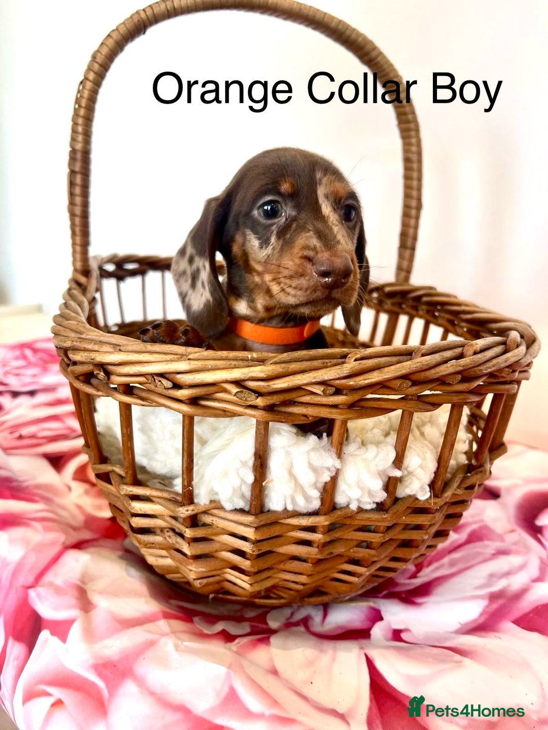 Miniature Dachshund dogs for sale: Lovely Happy Chocolate & Tan Dapple Babies  - Image 8