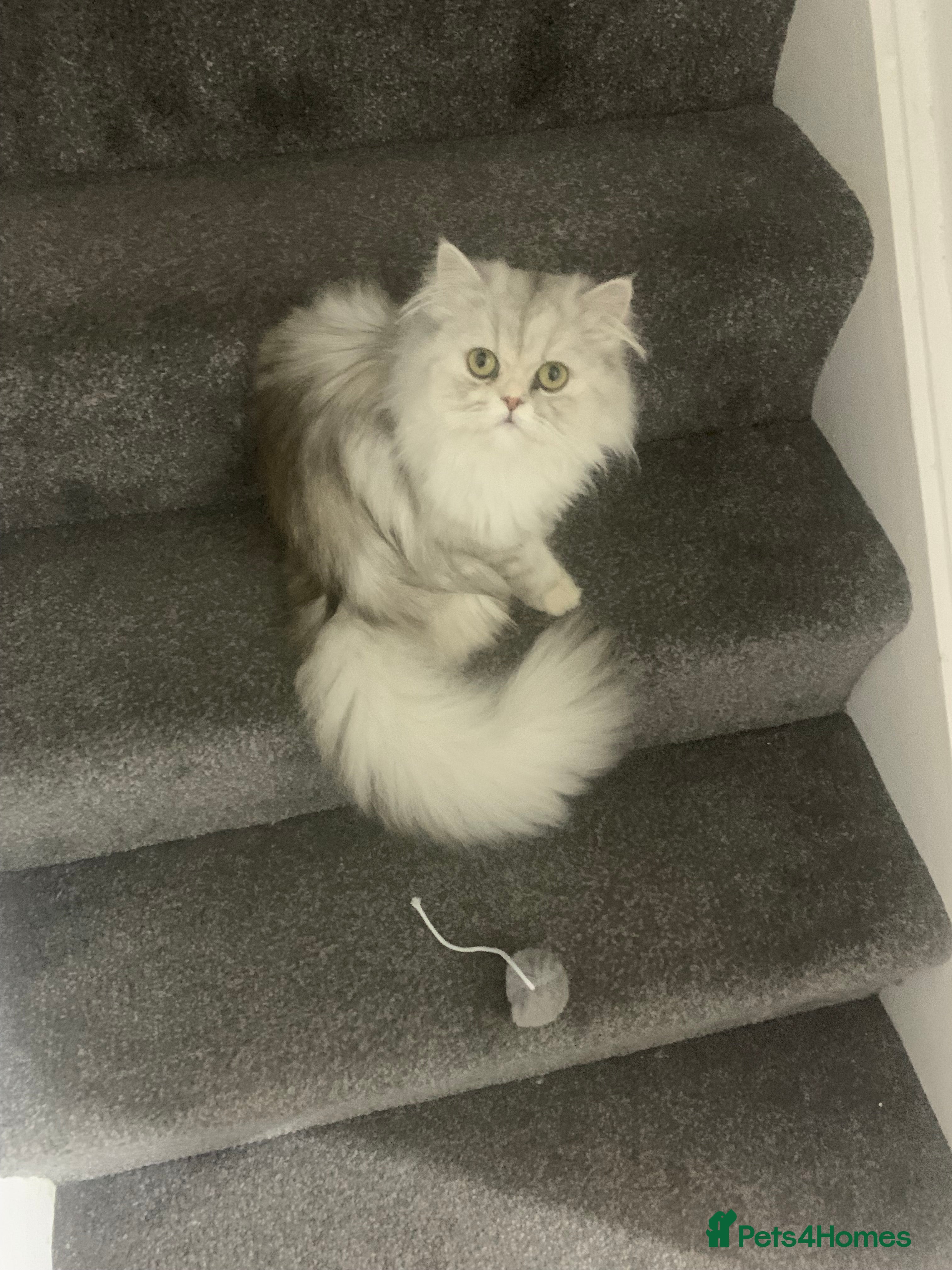 Persian cats Fluffy Persian Girl Looking for a Forever Home - Advert 1