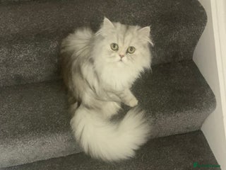 Persian cats Fluffy Persian Girl Looking for a Forever Home - Advert 1