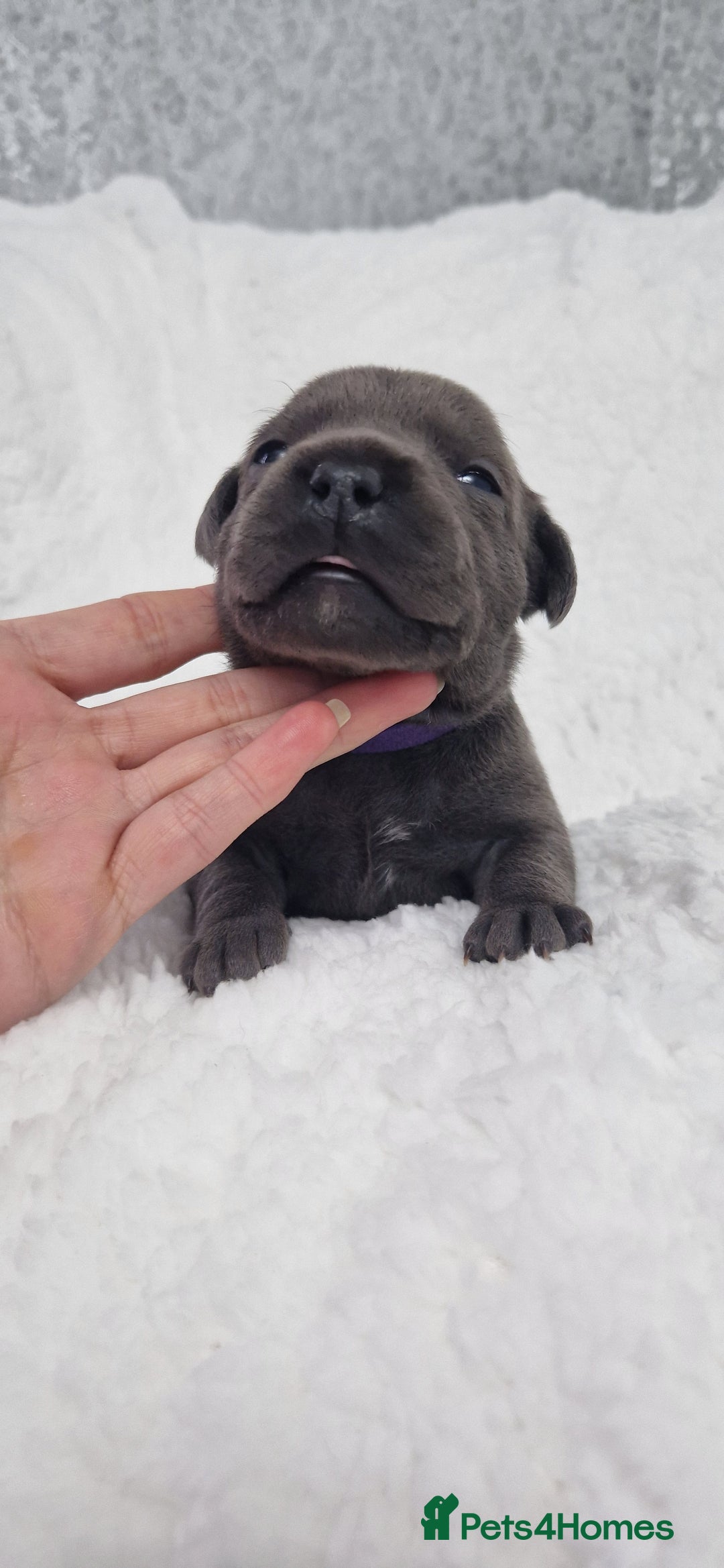 Staffordshire Bull Terrier dogs for sale: 4 Kc Reg Staffordshire Bull Terrier Females 🩷 - Advert 17