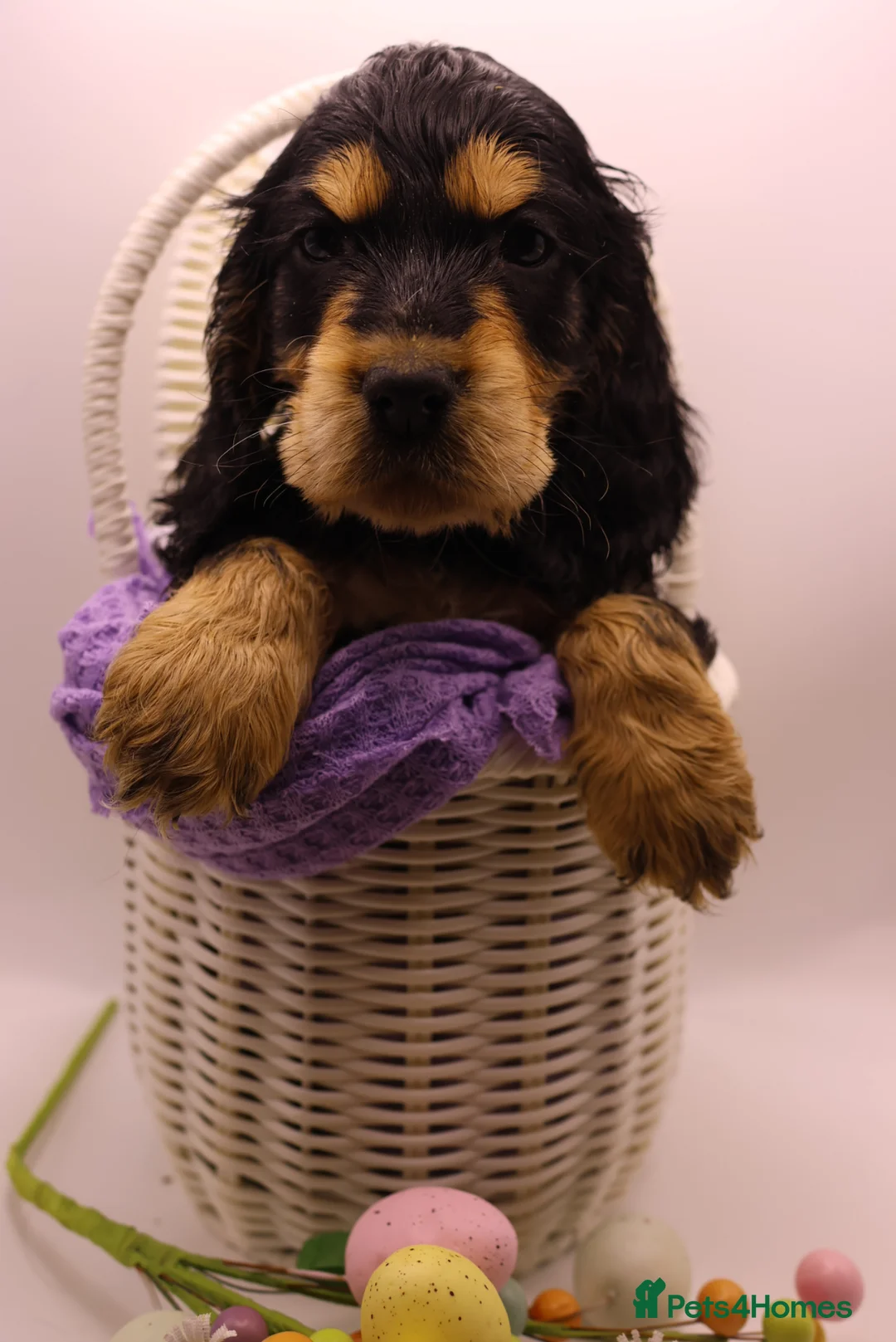 Cocker Spaniel dogs for sale: True Show Cocker Spaniels in Worthing - Advert 1