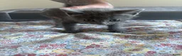 Domestic Shorthair cats for sale: Male Grey Kitten for Sale  - Advert 14