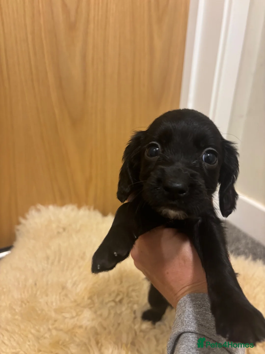 Cocker Spaniel dogs for sale: Cocker spaniel puppies - Advert 12