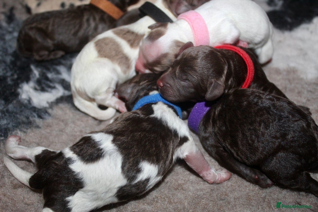 Cockapoo dogs for sale: Waiting list health tested American cockerpoos - Image 13