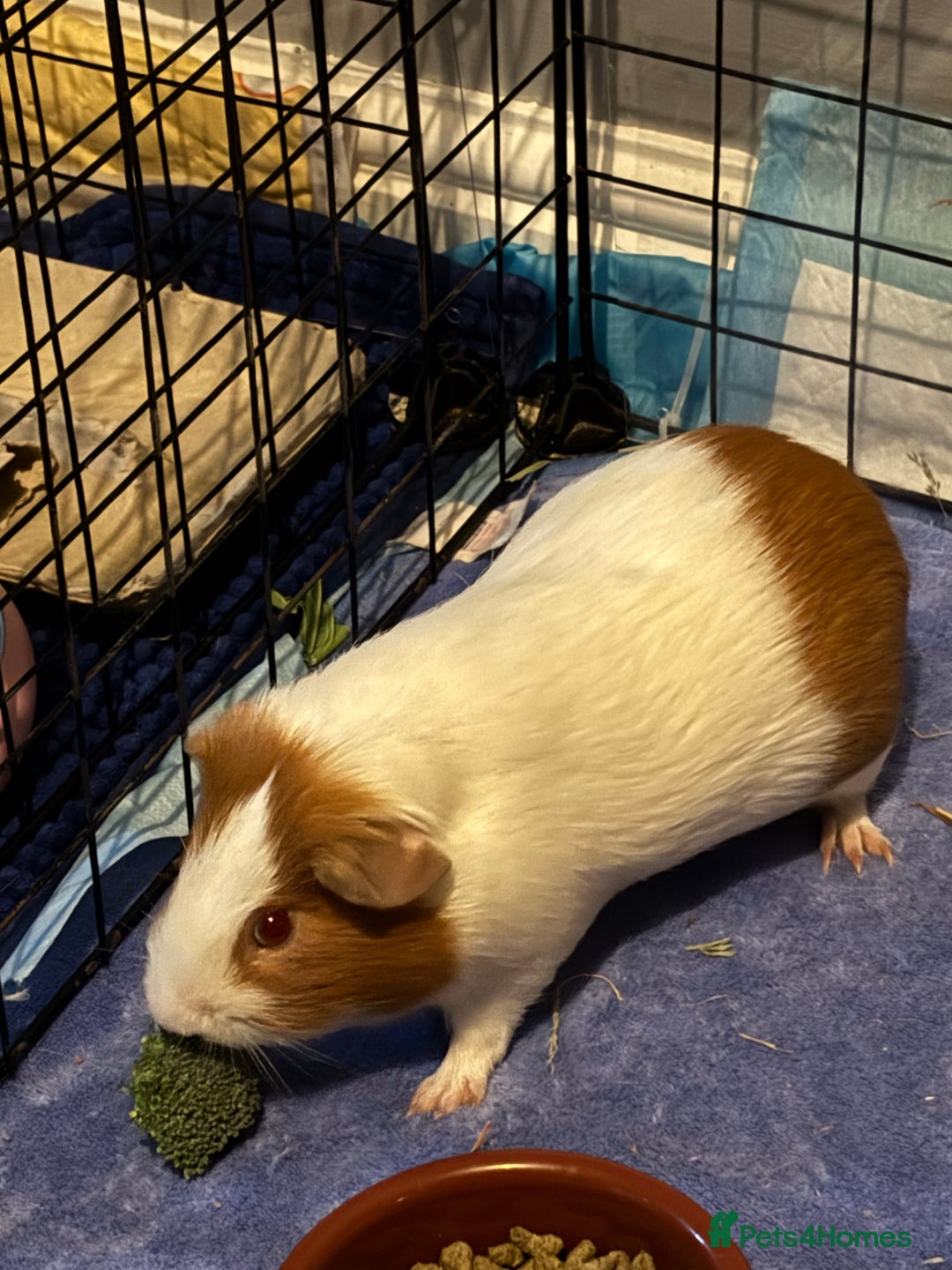 Guinea Pig rodents for sale: Rocket - Male Guinea Pig - Advert 4
