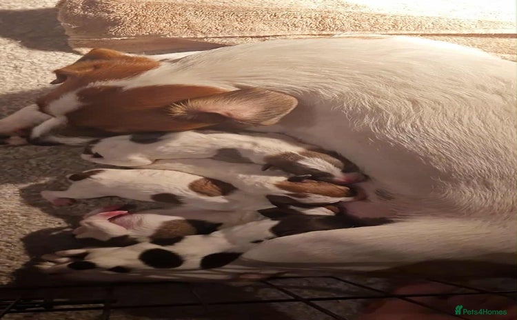 Jack Russell dogs - Advert 1