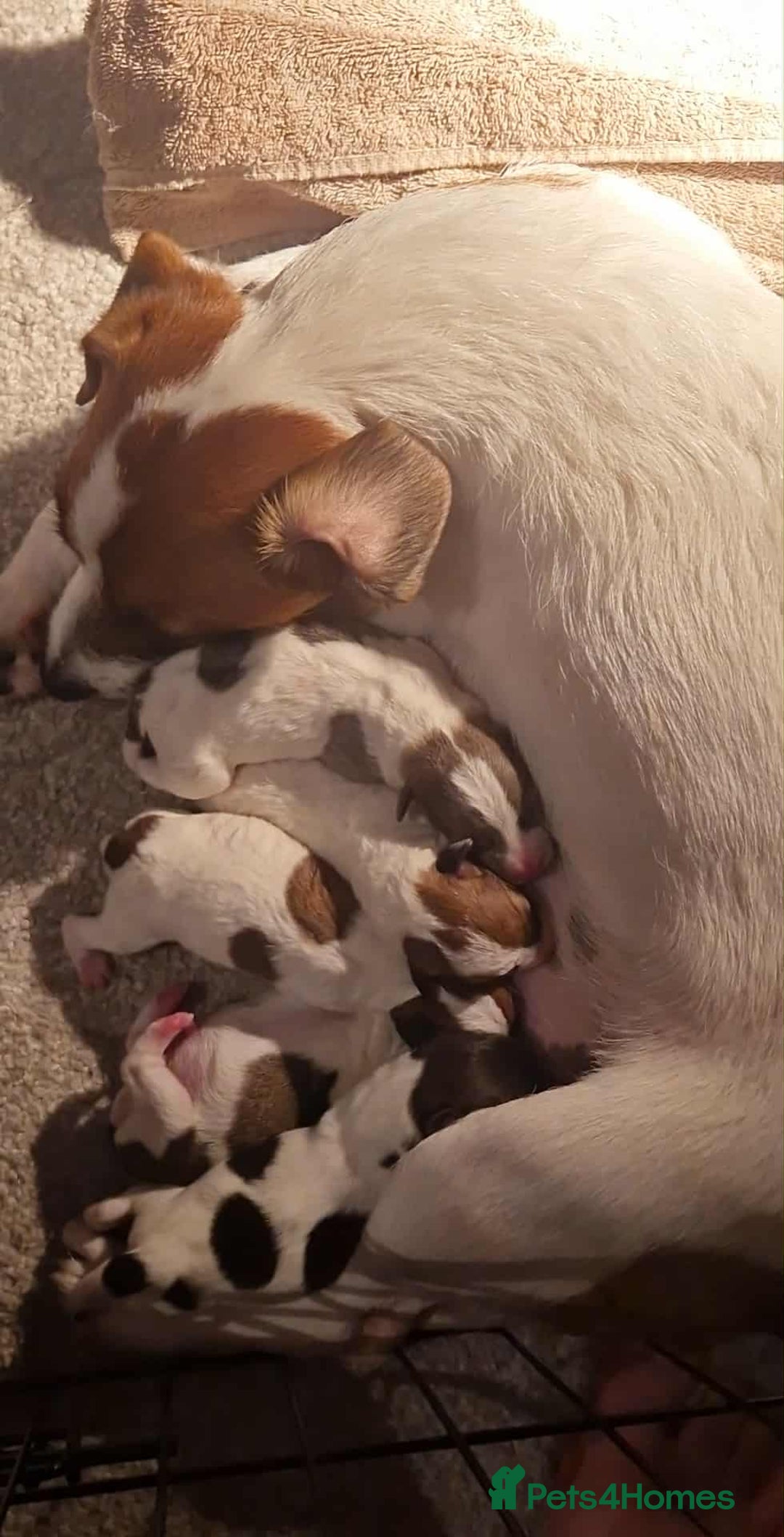 Jack Russell dogs for sale: 5 beautiful jsck russell puppies - Image 1