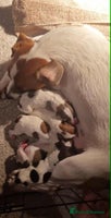 Jack Russell dogs - Advert 5