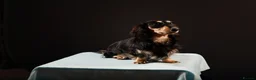 Miniature Dachshund dogs for stud: Longhaired Mini Dachshund Black&Cream Stud  - Advert 7