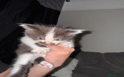 British Shorthair cats for sale: 3 x adorable kittens  - Image 5