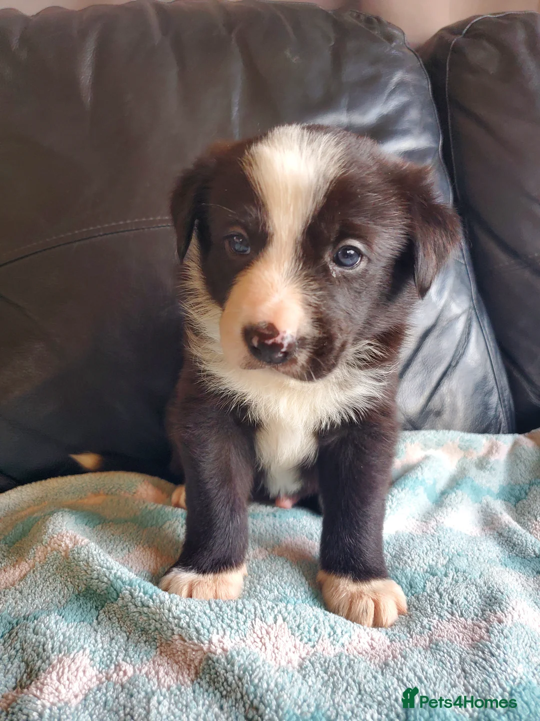 Mixed Breed dogs for sale: 2 male puppies for sale.  - Advert 4