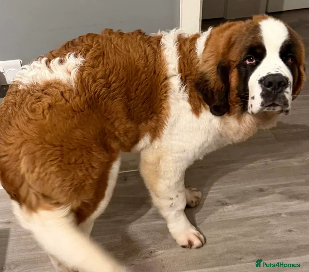 Saint Bernard dogs for sale: Beautiful kc reg 7month old Saint Bernard female  - Advert 2