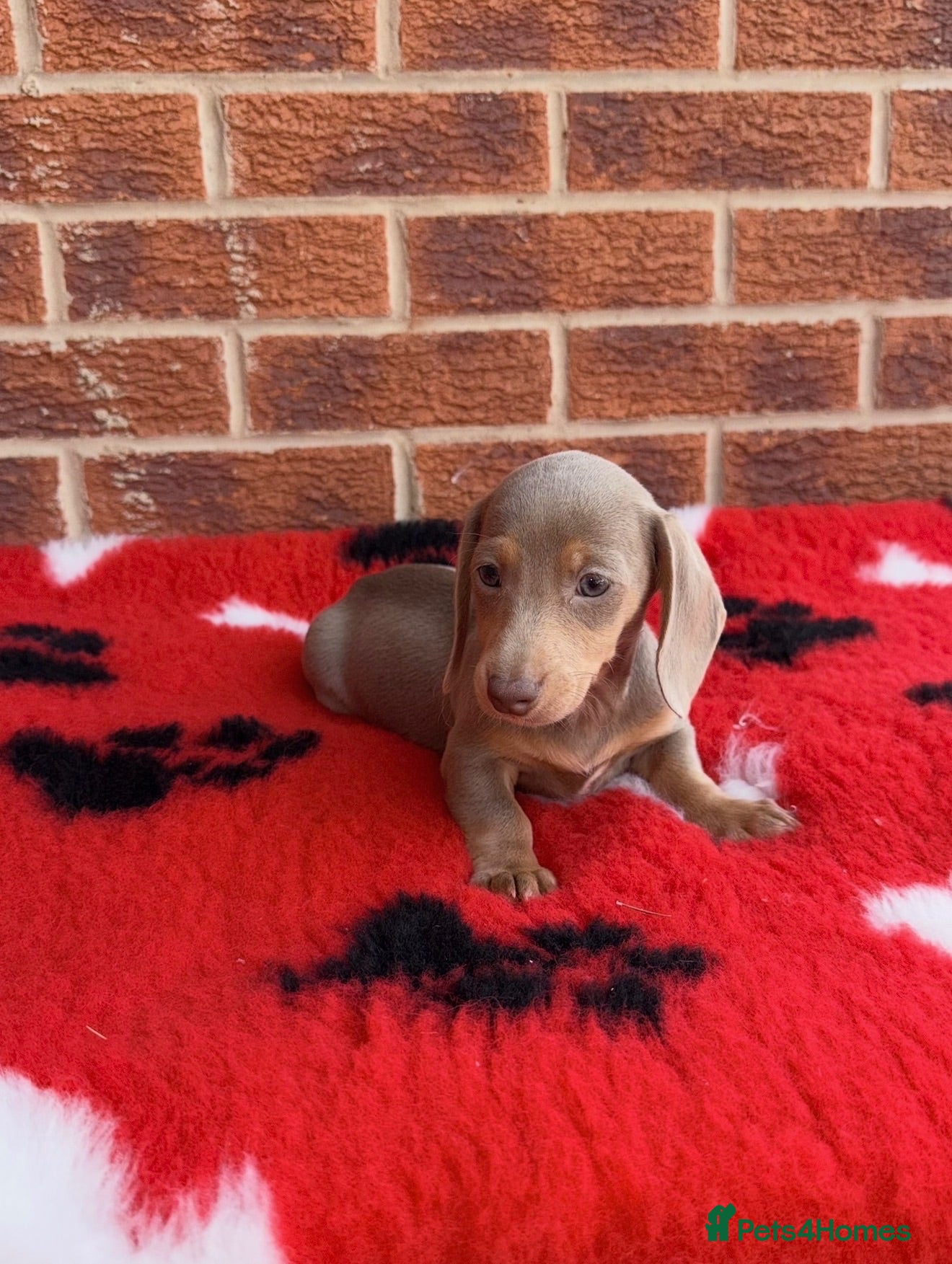 Dachshund dogs Miniature Dachshund Puppy’s. Ready To Leave 🐶  - Advert 1