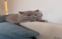 British Longhair cats for sale: British longhair ready for home in Watford - Image 25