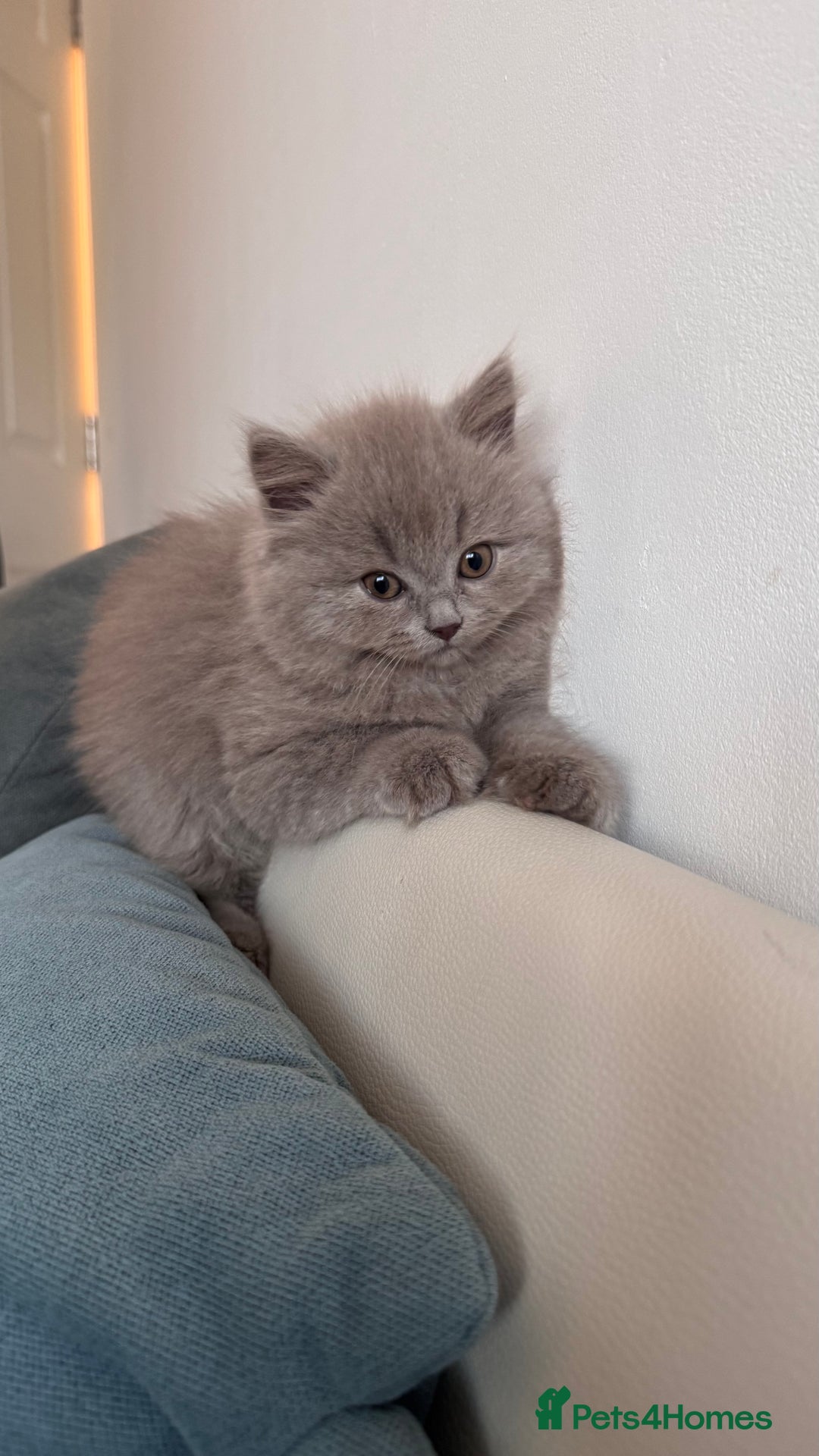 British Longhair cats for sale: British longhair ready for home in Watford - Image 25