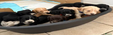 Cocker Spaniel 9