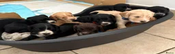 Cocker Spaniel dogs for sale: Show cocker spaniels  - Advert 2