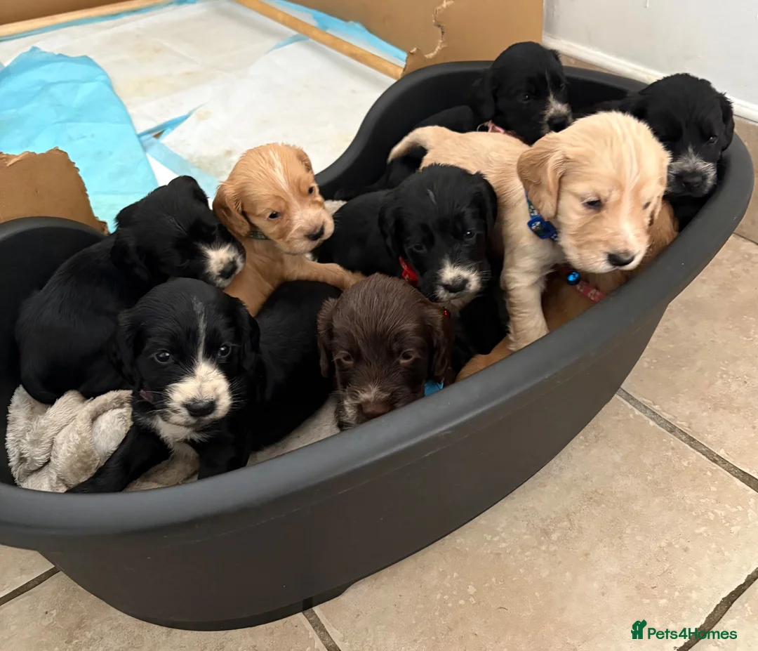 Cocker Spaniel dogs for sale: Show cocker spaniels  - Advert 2