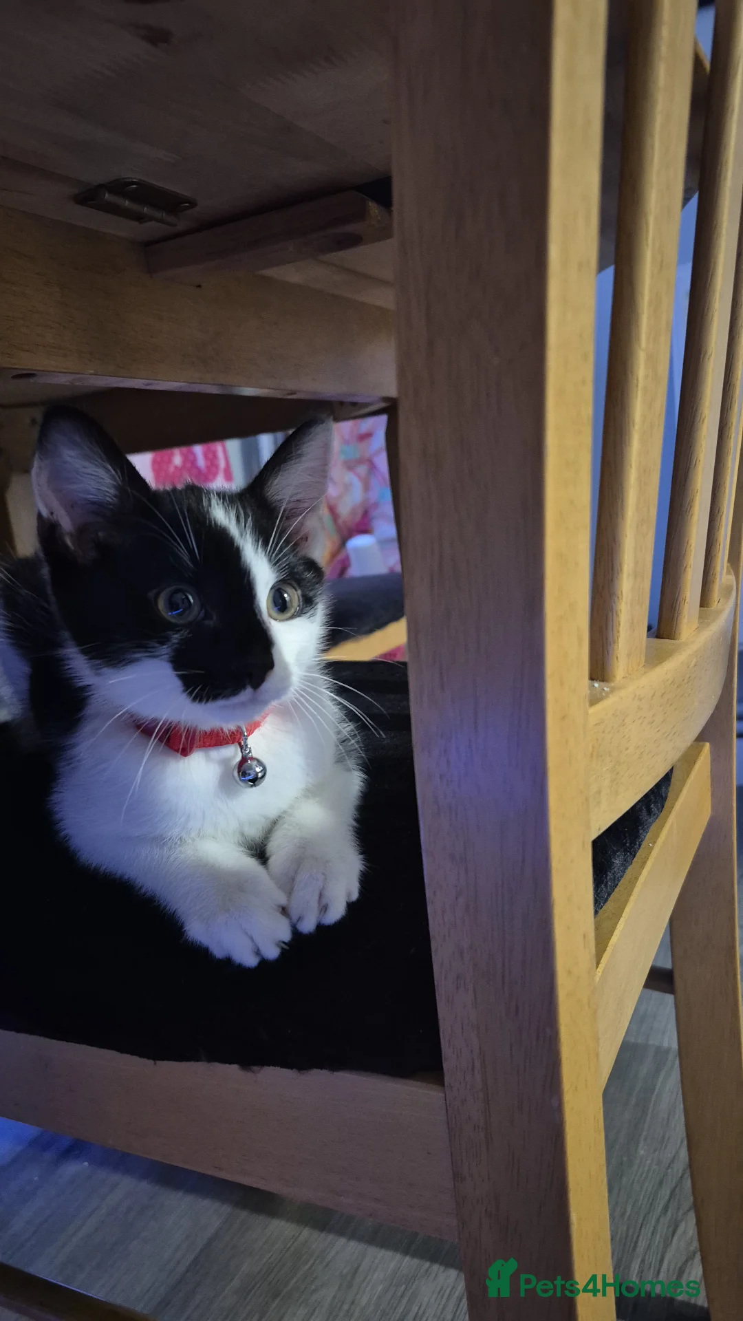 Mixed Breed cats for sale: Mickey  in Farnborough - Advert 3