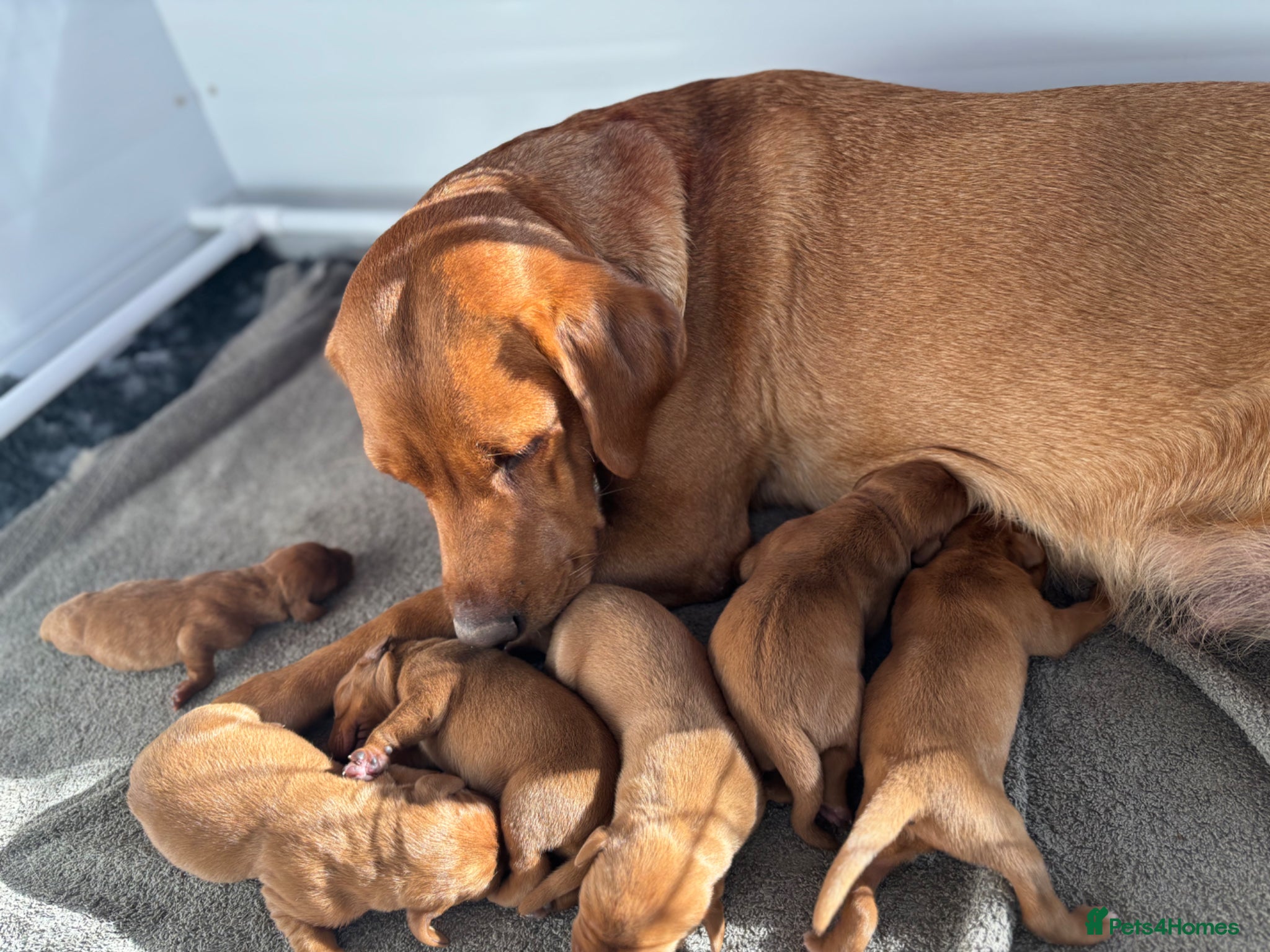 Labrador Retriever dogs KC Reg Fox Red Labrador Puppies  - Advert 7