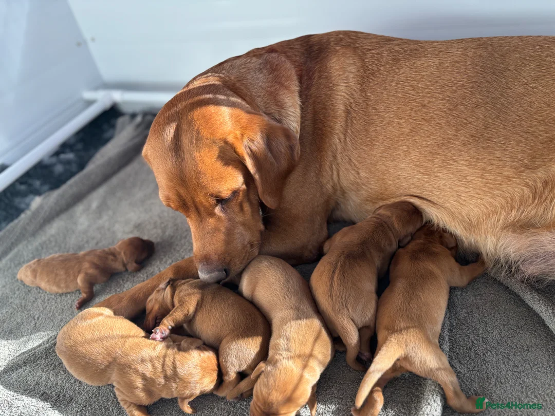 Labrador Retriever dogs for sale: KC Reg Fox Red Labrador Puppies  in March - Advert 1