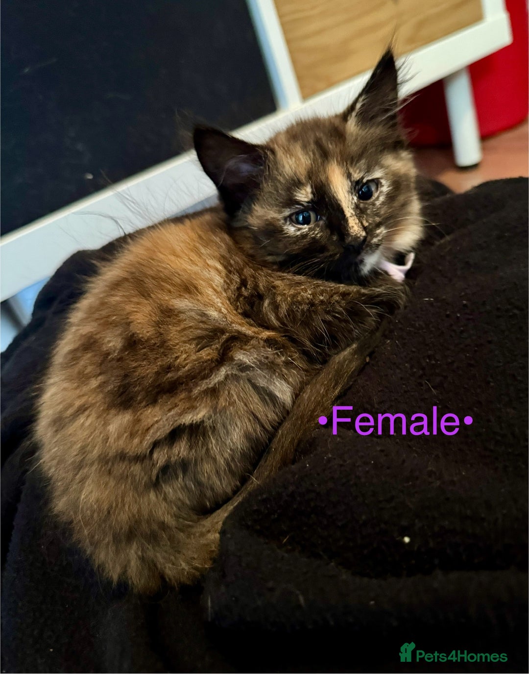 Mixed Breed cats for sale: Beautiful kittens for sale ~ 4 ginger, 1 tortie - Image 5