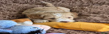 Cockapoo 3