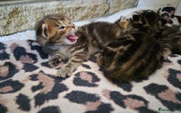 Maine Coon cats for sale: Maine coon x for sale - Advert 10