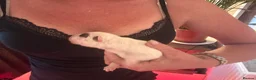 English Bull Terrier dogs for sale: KC Health Tested, UK Champion Lines,  - Advert 14