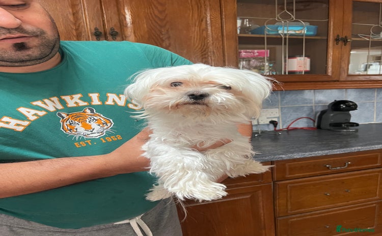 Maltese dogs - Advert 1