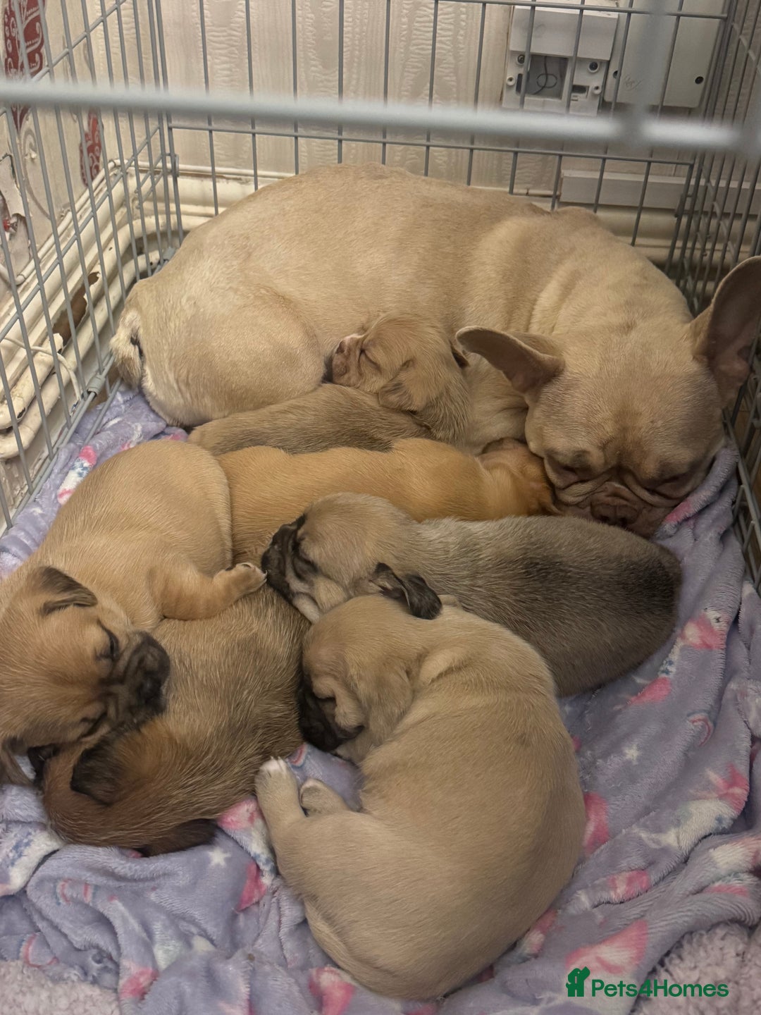 Mixed Breed dogs for sale: Beautiful French Bulldog x Shih Tzu Pups  - Image 5