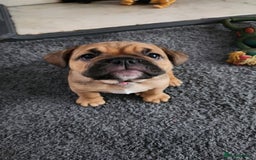 Mixed Breed dogs for sale: Minibulls/frenchlish puppies for sale  - Image 5