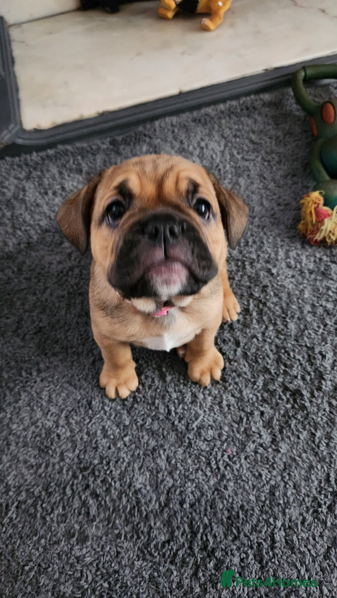 Mixed Breed dogs for sale: Minibulls/frenchlish puppies for sale  - Image 5