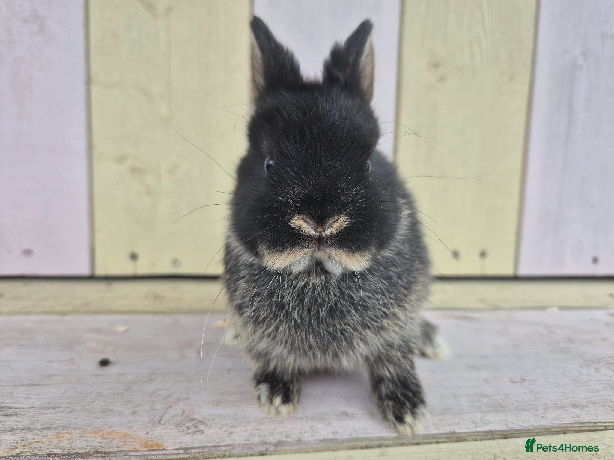 Netherland Dwarf rabbits 🩵PRETTIEST NETHERLAND DWARF COLOURED BABIES 🩷 - Advert 1