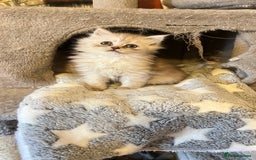 Persian cats for sale: Persian kitten ready to go - Image 15