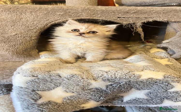 Persian cats - Advert 3