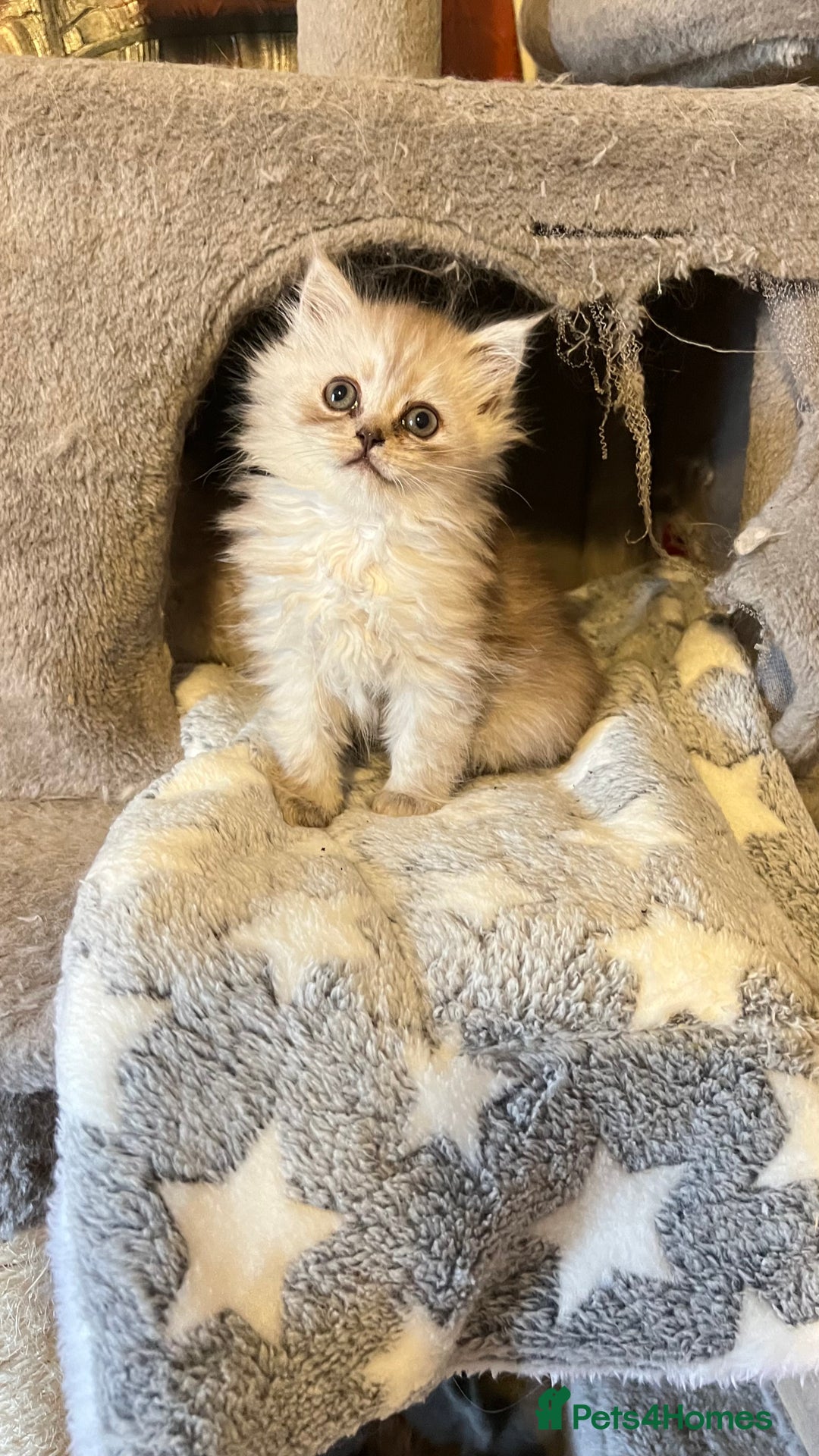 Persian cats for sale: Persian kitten ready to go - Image 15