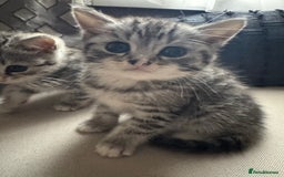 British Shorthair cats for sale: Beautiful lilac British shorthair X kittens - Image 14